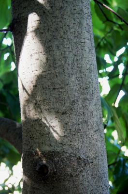 Magnolia biondii (Chinese Willow-leaved Magnolia), bark, trunk