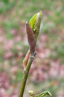 Magnolia biondii (Chinese Willow-leaved Magnolia), leaf, spring