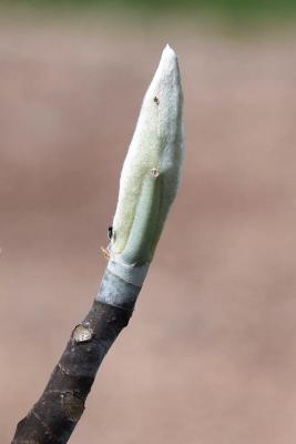 Magnolia ashei (Ashe's Magnolia), bud, flower