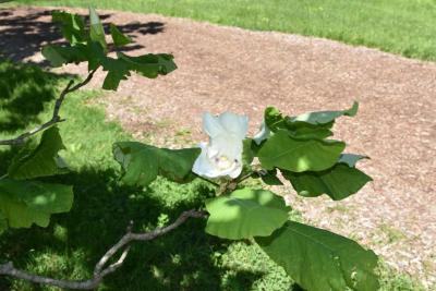 Magnolia ashei (Ashe's Magnolia), flower, full