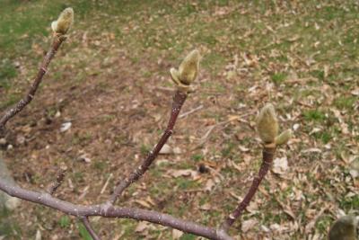 Magnolia denudata (Yulan Magnolia), bud, flower