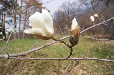 Magnolia denudata (Yulan Magnolia), flower, side
