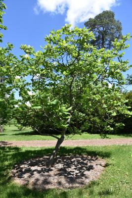 Magnolia ashei (Ashe's Magnolia), habit, spring