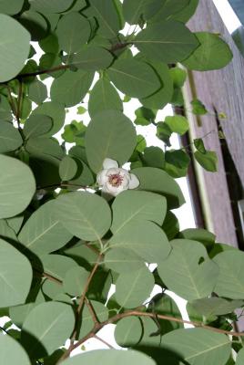 Magnolia globosa (Globe Magnolia), habit, spring