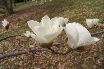Magnolia denudata (Yulan Magnolia), flower, full