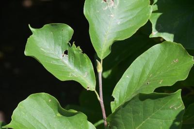 Magnolia denudata (Yulan Magnolia), bud, vegetative