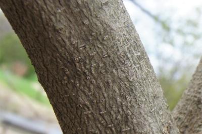 Magnolia biondii (Chinese Willow-leaved Magnolia), bark, branch