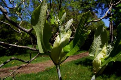 Magnolia ashei (Ashe's Magnolia), leaf, spring