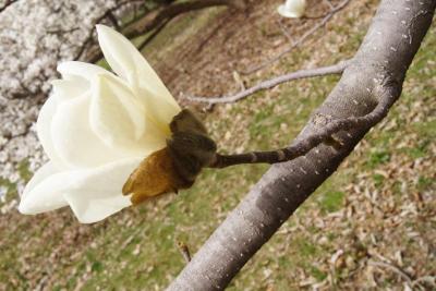 Magnolia denudata (Yulan Magnolia), flower, side