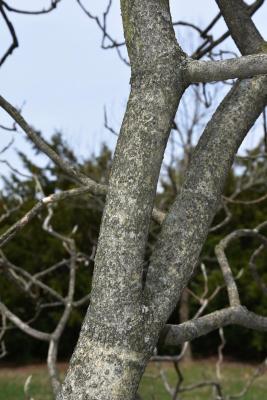 Magnolia ashei (Ashe's Magnolia), bark, trunk