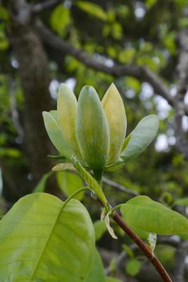 Magnolia acuminata (Cucumber-tree), flower, side