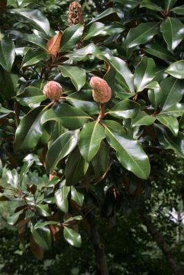 Magnolia grandiflora 'Bracken's Brown Beauty (Bracken's Brown Beauty Southern Magnolia), fruit, immature