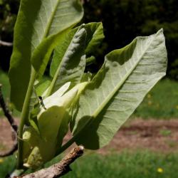 Magnolia ashei (Ashe's Magnolia), leaf, lower surface