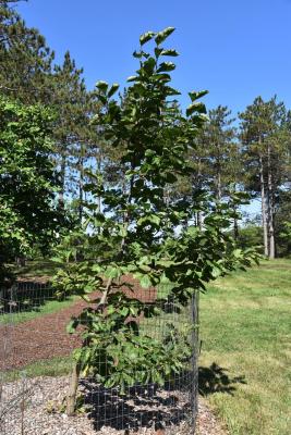 Magnolia denudata (Yulan Magnolia), habit, summer