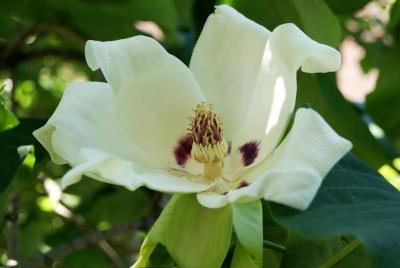 Magnolia ashei (Ashe's Magnolia), flower, throat