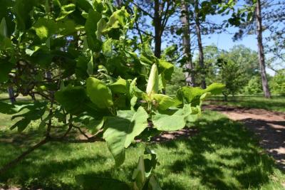 Magnolia ashei (Ashe's Magnolia), bud, flower