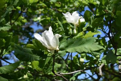 Magnolia ashei (Ashe's Magnolia), flower, side