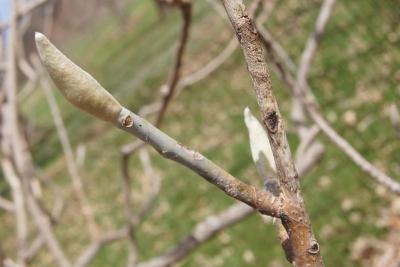 Magnolia ashei (Ashe's Magnolia), bark, twig