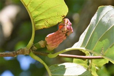 Magnolia acuminata (Cucumber-tree), fruit, mature