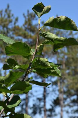 Magnolia denudata (Yulan Magnolia), bark, twig