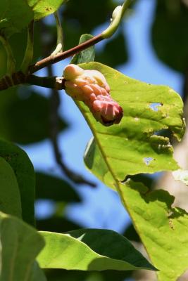 Magnolia acuminata (Cucumber-tree), fruit, mature
