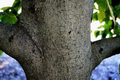Magnolia biondii (Chinese Willow-leaved Magnolia), bark, trunk