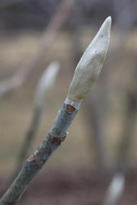 Magnolia ashei (Ashe's Magnolia), bud, terminal