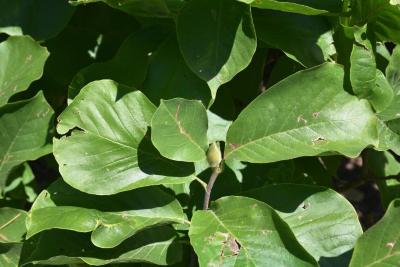 Magnolia denudata (Yulan Magnolia), bud, flower