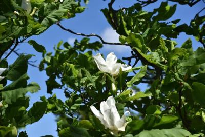 Magnolia ashei (Ashe's Magnolia), flower, side