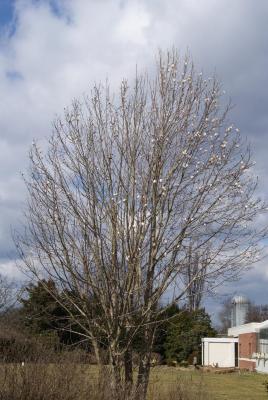 Magnolia biondii (Chinese Willow-leaved Magnolia), habit, spring
