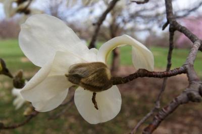 Magnolia kobus var. borealis (Northern Japanese Magnolia), flower, back