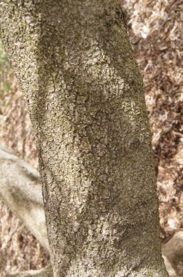 Magnolia kobus var. borealis (Northern Japanese Magnolia), bark, branch