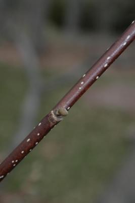 Magnolia kobus var. borealis (Northern Japanese Magnolia), bark, twig