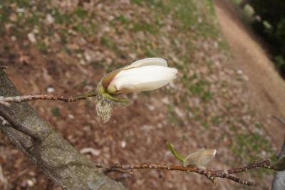 Magnolia kobus var. borealis (Northern Japanese Magnolia), bud, flower