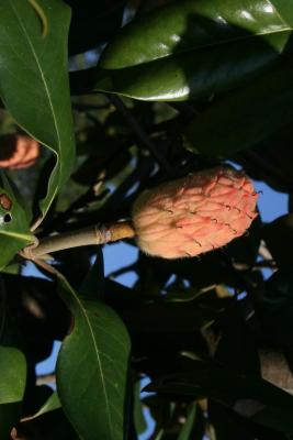 Magnolia grandiflora (Southern Magnolia), fruit, immature