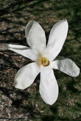 Magnolia kobus 'Wada's Memory' (Wada's Memory Japanese Magnolia), flower, throat
