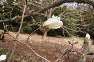 Magnolia kobus var. borealis (Northern Japanese Magnolia), flower, side