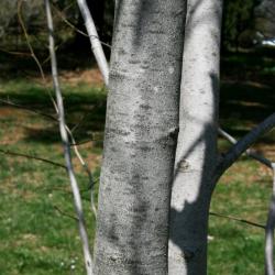 Magnolia kobus 'Wada's Memory' (Wada's Memory Japanese Magnolia), bark, mature