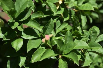 Magnolia kobus var. borealis (Northern Japanese Magnolia), fruit, immature