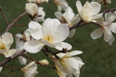 Magnolia kobus 'Morris Fragrant' (Morris Fragrant Japanese Magnolia), flower, full