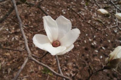 Magnolia kobus var. borealis (Northern Japanese Magnolia), flower, full