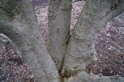 Magnolia kobus var. borealis (Northern Japanese Magnolia), bark, trunk