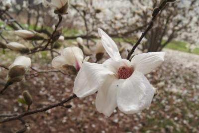 Magnolia kobus var. borealis (Northern Japanese Magnolia), flower, full