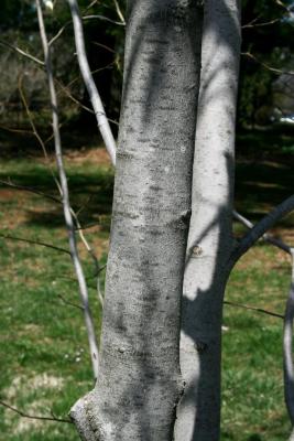 Magnolia kobus 'Wada's Memory' (Wada's Memory Japanese Magnolia), bark, mature