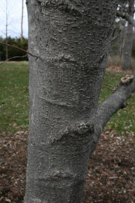 Magnolia kobus var. borealis (Northern Japanese Magnolia), bark, mature