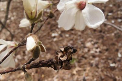 Magnolia kobus var. borealis (Northern Japanese Magnolia), fruit, mature