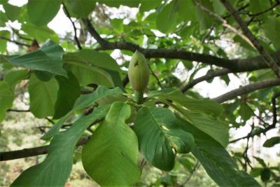 Magnolia hypoleuca (Japanese White-barked Magnolia), bud, flower