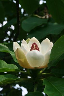 Magnolia hypoleuca (Japanese White-barked Magnolia), flower, side