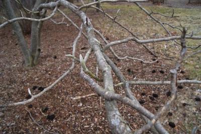 Magnolia macrophylla (Big-leaved Magnolia), bark, branch