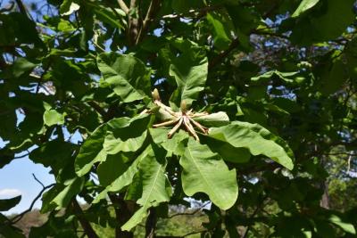 Magnolia obovata (Japanese White-barked Magnolia), flower, past